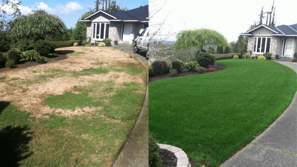 before and after lawn renovation