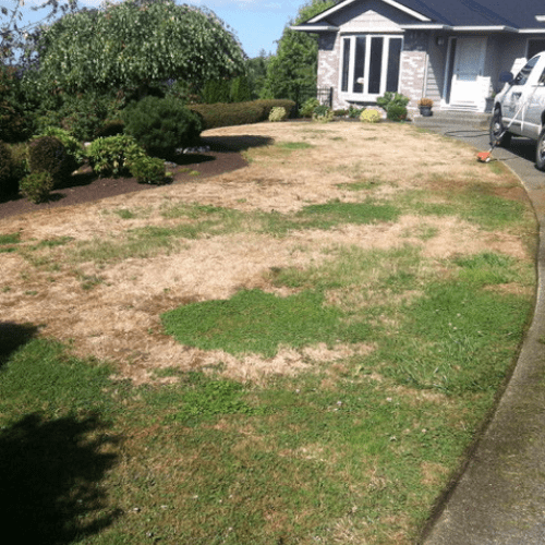 Lawn Renovation Before Picture